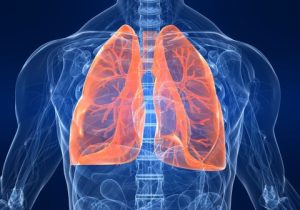 lungs lungs