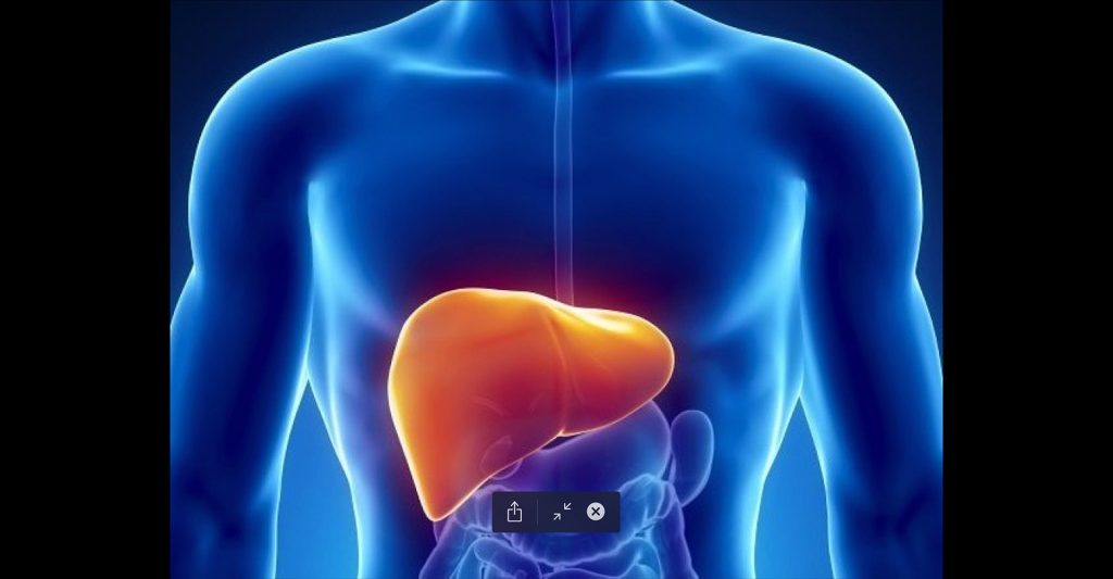 liver