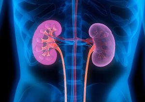Kidney illustration 02_14_2020