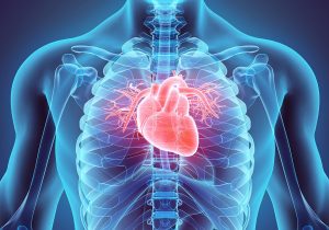 heart
